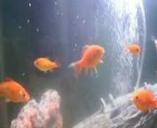 my baby turtles swimming in fish tank with goldfish from ninja turtles leo fuck karai cart