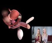 Male orgasm anatomy explained. Educational JOI. from girl inside pussy anatomy
