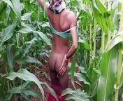 College Desi eunuch has a lot of fun in the corn cob field at dusk from desi transgender saree