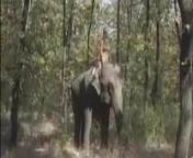 Queen of the Elephants from elephat sexwnloads fuken gerliwnloads www hotlink sex sen cwnloads alamda